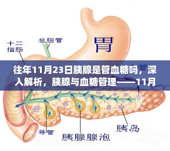 胰腺与血糖管理，深入解析11月23日的焦点关注