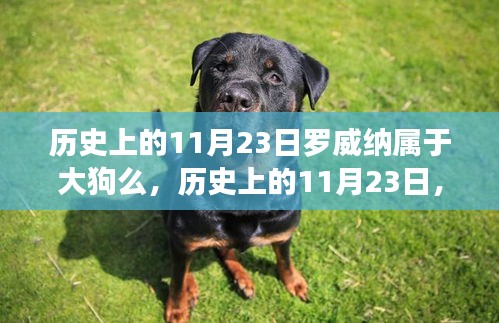 历史上的11月23日罗威纳犬在大狗世界中的地位与影响