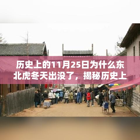 揭秘历史上的11月25日，东北虎冬日意外出没背后的真相与原因探究