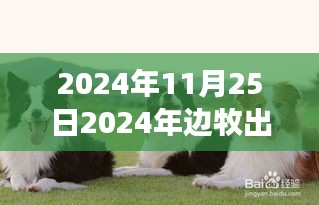 2024年边牧市场繁荣，回顾出售盛况与深远影响