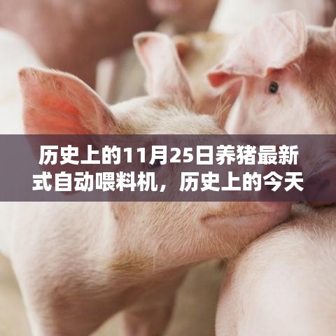 历史上的今天，揭秘养猪业革命性创新——最新式自动喂料机诞生记