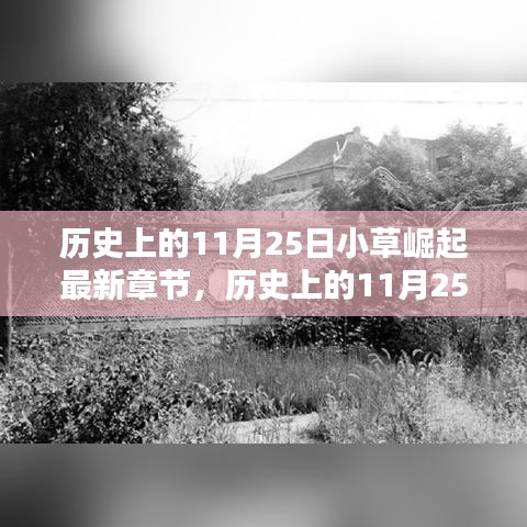 历史上的11月25日，小草崛起的最新章节深度测评与介绍