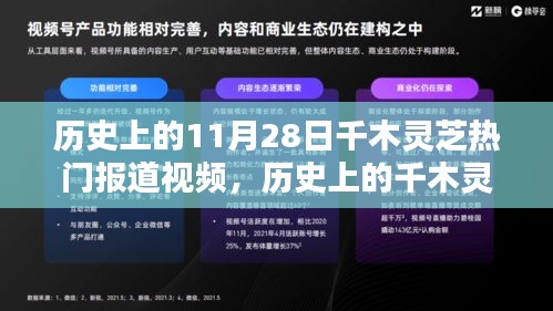 揭秘历史上的千木灵芝，揭秘重大报道视频回顾十一月二十八日热门报道视频