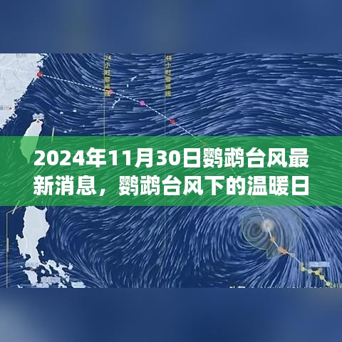 鹦鹉台风下的温情日常，友情、家庭与台风趣事在风雨中的展现（最新消息）