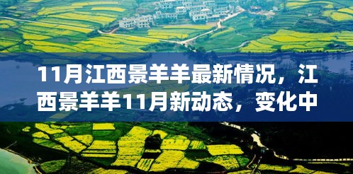 江西景羊羊11月最新动态，学习之旅中的变化与成就之源