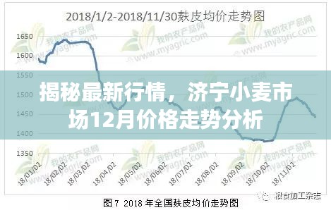 济宁小麦市场最新行情揭秘，12月价格走势分析