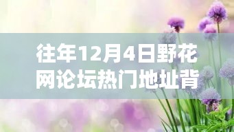 往年12月4日野花网论坛热议背后的透视与反思