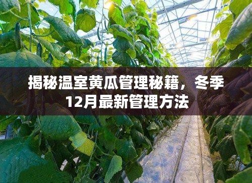 温室黄瓜冬季管理秘籍，揭秘12月最新管理方法