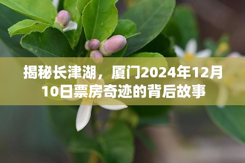 揭秘长津湖，厦门票房奇迹背后的故事，2024年12月10日深度解析