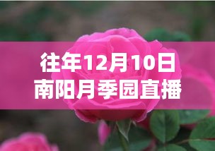 窥探月季魅力，南阳月季园直播回顾与数字时代的文化传播