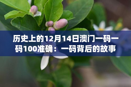 历史上的12月14日澳门一码一码100准确：一码背后的故事与澳门精神