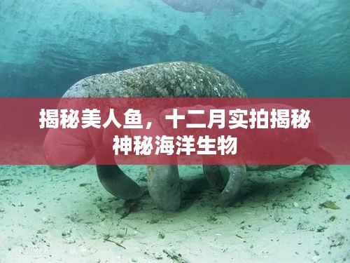 揭秘美人鱼，十二月实拍探索神秘海洋生物之旅