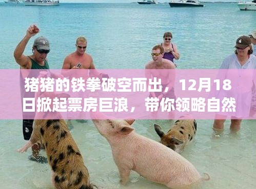 猪猪铁拳，12月18日巨浪来袭，探寻自然之美与心灵净土