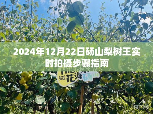 砀山梨树王实时拍摄步骤指南（2024年12月22日版）