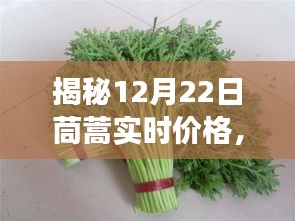 绿叶蔬菜市场揭秘，茼蒿实时价格深度探讨（12月22日）