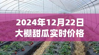 大棚甜瓜实时价格行情（最新更新至2024年12月）