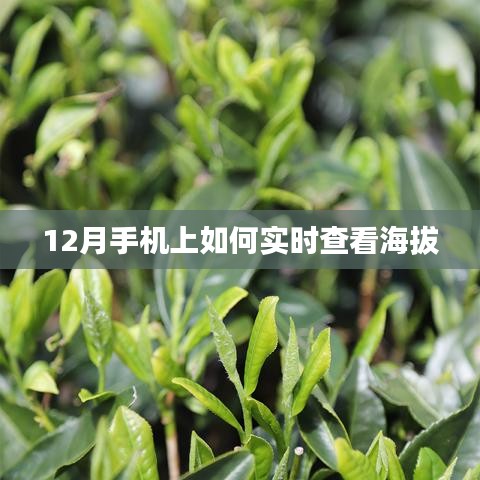 手机查看海拔攻略，12月实时查看海拔方法