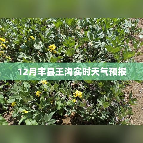 丰县王沟最新天气预报（实时更新）